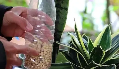 養花想讓葉子綠？學會4個「偏方」，葉子油綠、新芽擠滿盆