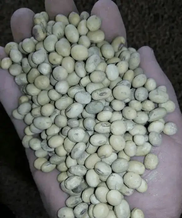 養花想讓葉子綠？學會4個「偏方」，葉子油綠、新芽擠滿盆