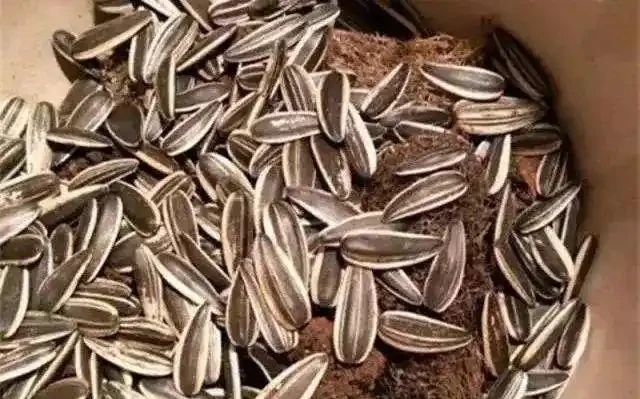 養花想讓葉子綠？學會4個「偏方」，葉子油綠、新芽擠滿盆