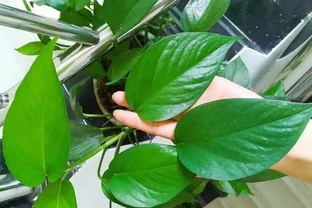 養花想讓葉子綠？學會4個「偏方」，葉子油綠、新芽擠滿盆