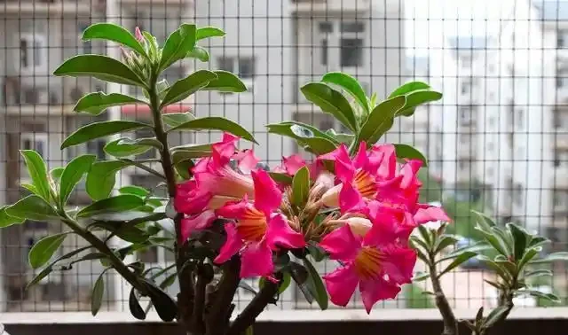 沙漠玫瑰冬季落葉怎麼辦?別擔心,這是冬季的「常見病」
