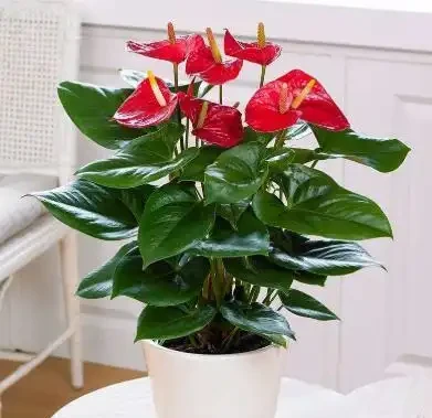火鶴花黃葉,主要原因就「3個」,養護稍微一注意,一葉一花不間斷