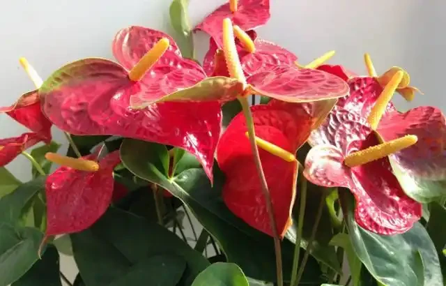 火鶴花黃葉，主要原因就「3個」，養護稍微一注意，一葉一花不間斷