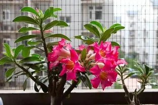沙漠玫瑰冬季落葉怎麼辦？別擔心，這是冬季的「常見病」