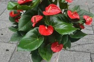 火鶴花黃葉，主要原因就「3個」，養護稍微一注意，一葉一花不間斷