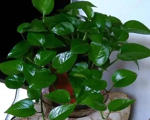 淘米水澆花,用對了有「3大」好處,君子蘭、黃金葛直冒油綠葉