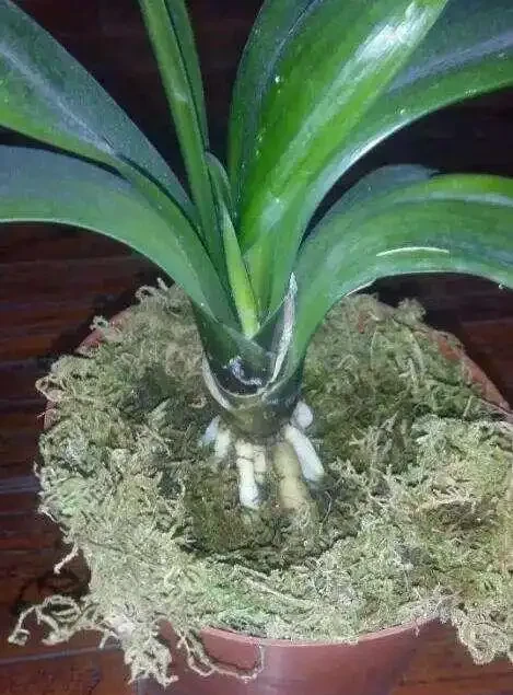 淘米水澆花,用對了有「3大」好處,君子蘭、黃金葛直冒油綠葉