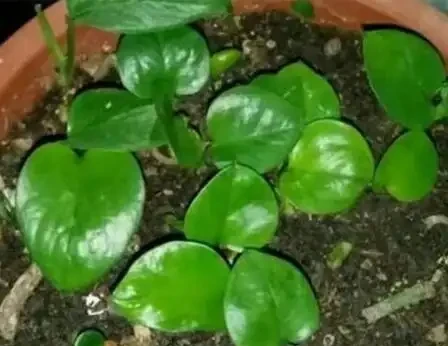 淘米水澆花,用對了有「3大」好處,君子蘭、黃金葛直冒油綠葉