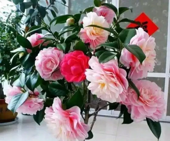 新手入坑養茶花,3種「花肥」給足了,枝繁葉茂,砰砰開花