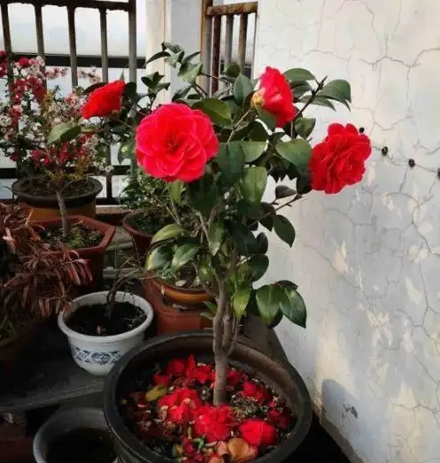 新手入坑養茶花,3種「花肥」給足了,枝繁葉茂,砰砰開花