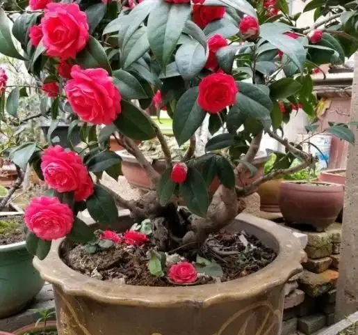 新手入坑養茶花,3種「花肥」給足了,枝繁葉茂,砰砰開花