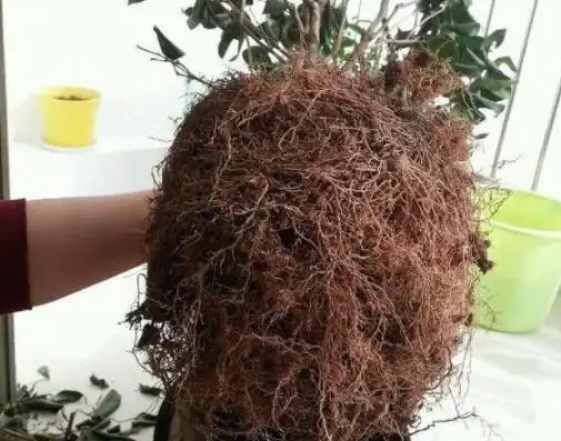 新手入坑養茶花,3種「花肥」給足了,枝繁葉茂,砰砰開花
