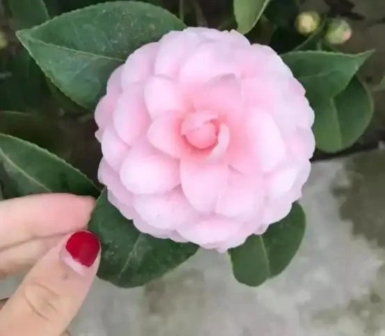 新手入坑養茶花,3種「花肥」給足了,枝繁葉茂,砰砰開花