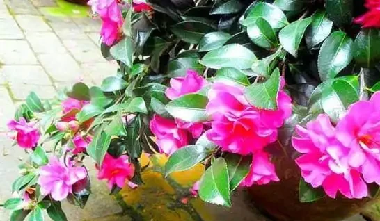 新手入坑養茶花,3種「花肥」給足了,枝繁葉茂,砰砰開花