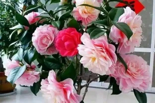 新手入坑養茶花，3種「花肥」給足了，枝繁葉茂，砰砰開花