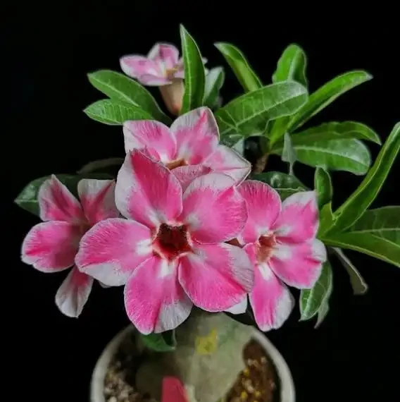 沙漠玫瑰落花苞,改掉3個「壞習慣」,一年四季花不斷,年年開爆
