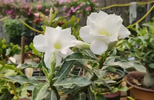 沙漠玫瑰落花苞,改掉3個「壞習慣」,一年四季花不斷,年年開爆