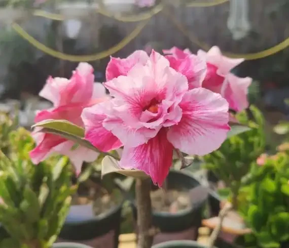 沙漠玫瑰落花苞,改掉3個「壞習慣」,一年四季花不斷,年年開爆