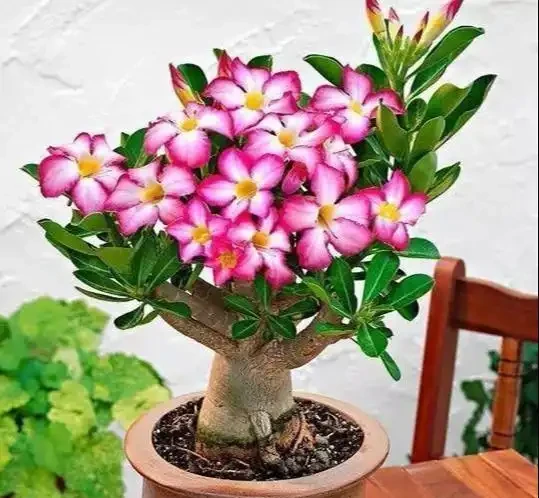 沙漠中的「玫瑰花」,冬天光禿禿,保留「老根」不爛,明年還滿盆