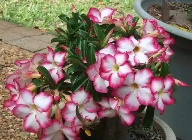 沙漠中的「玫瑰花」,冬天光禿禿,保留「老根」不爛,明年還滿盆