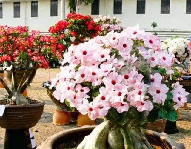 沙漠中的「玫瑰花」,冬天光禿禿,保留「老根」不爛,明年還滿盆