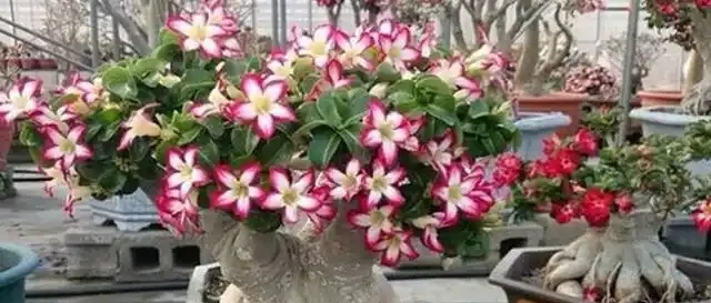 沙漠中的「玫瑰花」,冬天光禿禿,保留「老根」不爛,明年還滿盆
