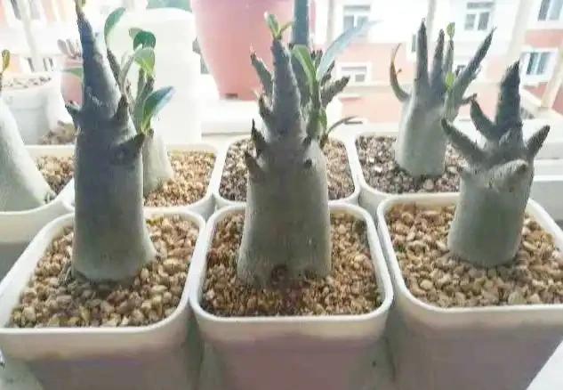 沙漠中的「玫瑰花」,冬天光禿禿,保留「老根」不爛,明年還滿盆