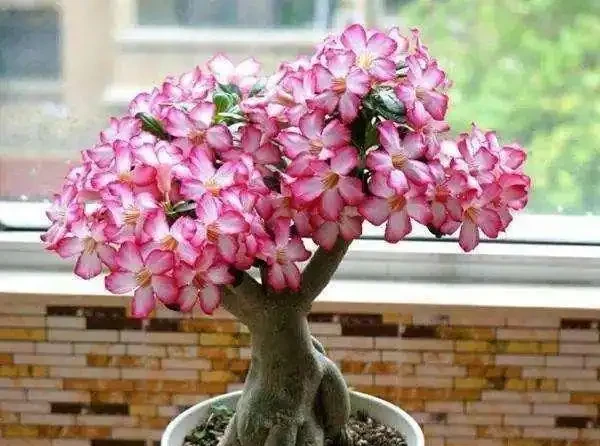 沙漠中的「玫瑰花」,冬天光禿禿,保留「老根」不爛,明年還滿盆