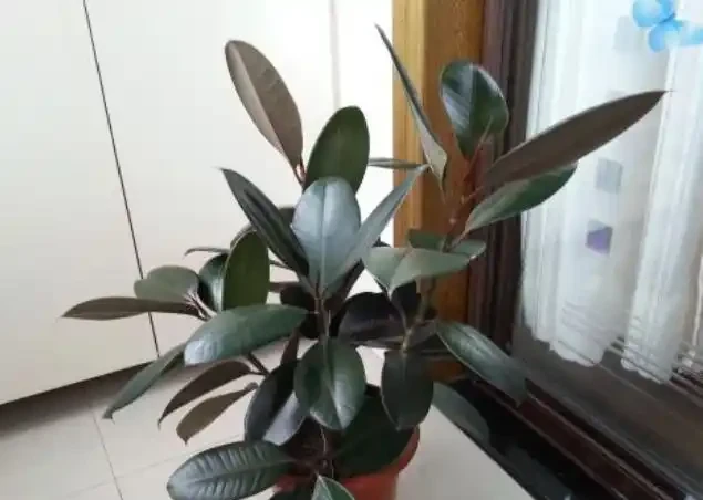 插枝橡膠榕很簡單，隨便剪根枝，插土裡就活，成活率能達到100%