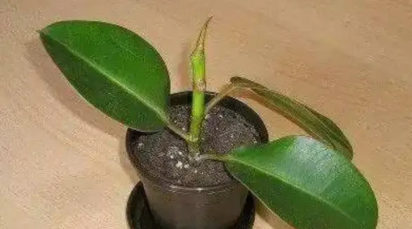 插枝橡膠榕很簡單，隨便剪根枝，插土裡就活，成活率能達到100%