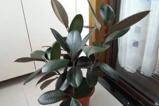 插枝橡膠榕很簡單，隨便剪根枝，插土裡就活，成活率能達到100%