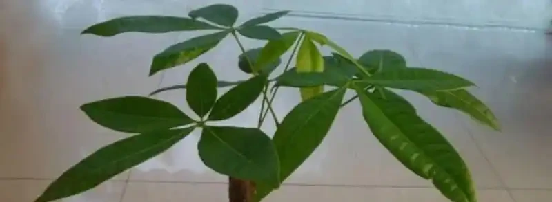 發財樹多久噴一次葉面比較好