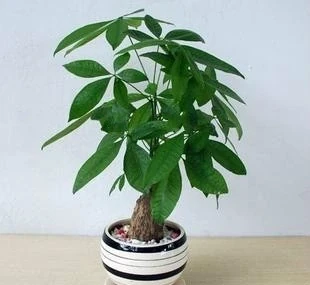 發財樹多久噴一次葉面比較好