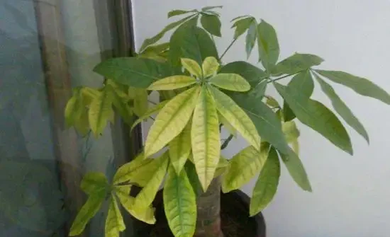 發財樹多久噴一次葉面比較好