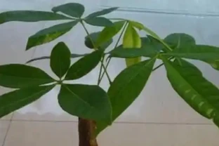 發財樹多久噴一次葉面比較好
