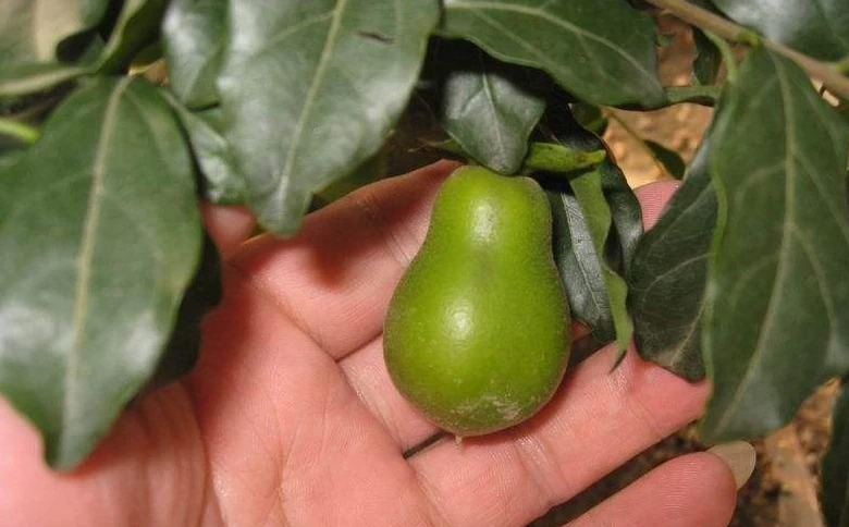 金彈子十一月開花正不正常？怎麼辦？
