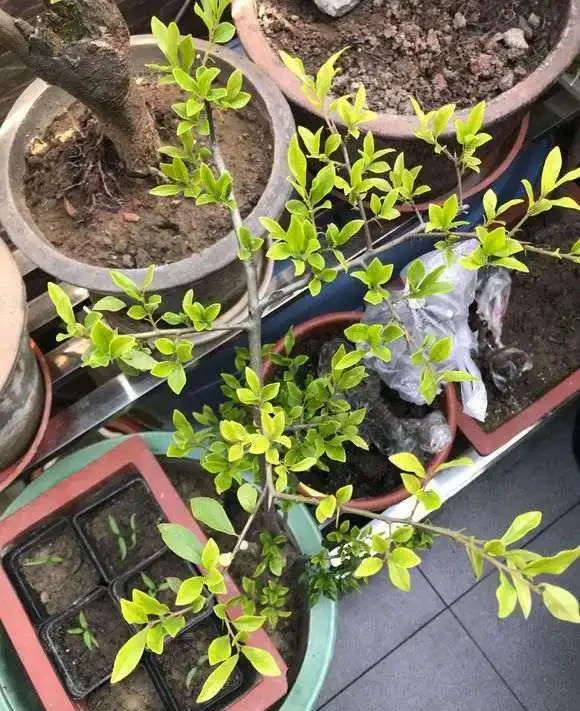 金彈子十一月開花正不正常？怎麼辦？