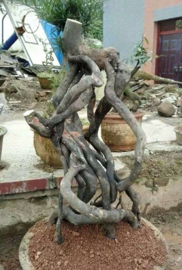 金彈子十一月開花正不正常？怎麼辦？