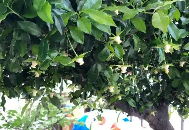 金彈子十一月開花正不正常？怎麼辦？