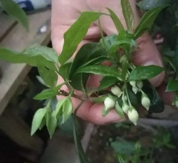 金彈子十一月開花正不正常？怎麼辦？