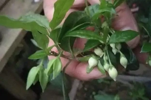 金彈子十一月開花正不正常？怎麼辦？