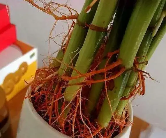萬年竹黃葉了,6個原因要知道,找對原因才能解決問題