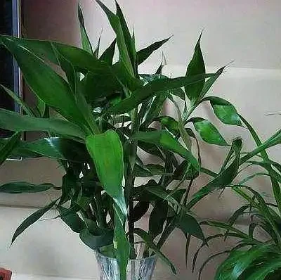 萬年竹黃葉了,6個原因要知道,找對原因才能解決問題