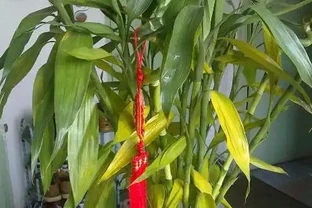 萬年竹黃葉了，6個原因要知道，找對原因才能解決問題