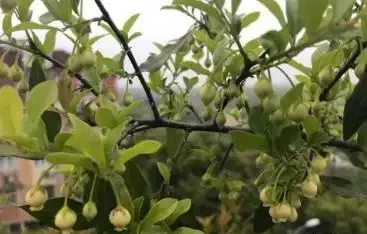玩金彈子，11月開花會不會結果？原來還需這樣做，事關來年的花果