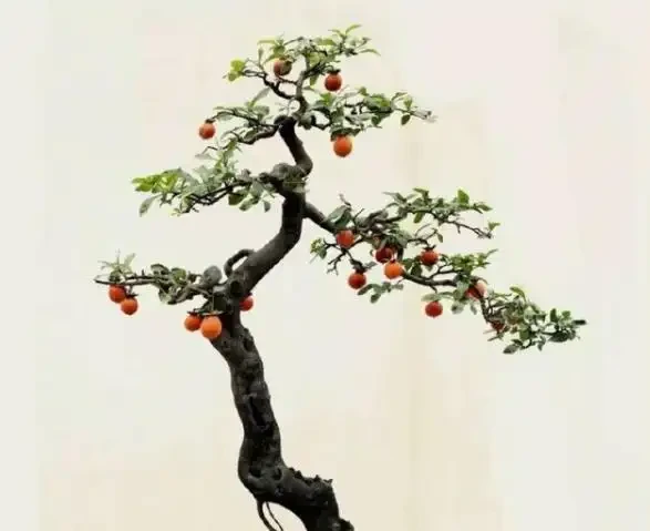 玩金彈子，11月開花會不會結果？原來還需這樣做，事關來年的花果