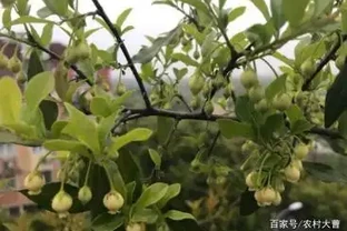玩金彈子，11月開花會不會結果？原來還需這樣做，事關來年的花果