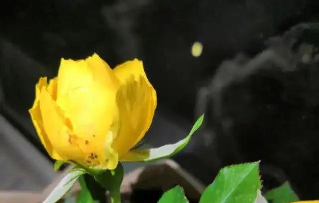 養花用硫酸亞鐵,大部分人使用錯了,這才是正確方法