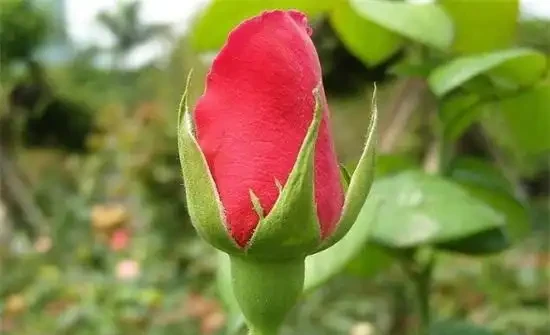 玫瑰花苞買回來不開花怎麼辦？四種方法讓其迅速開花