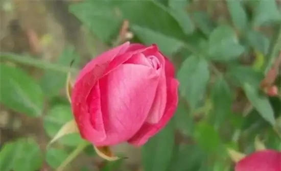 玫瑰花苞買回來不開花怎麼辦？四種方法讓其迅速開花